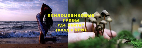 сатива Бородино
